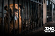 Más de 3 mil perros y gatos han sido sacrificados por el gobierno de Tonalá en tres años