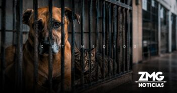 Más de 3 mil perros y gatos han sido sacrificados por el gobierno de Tonalá en tres años