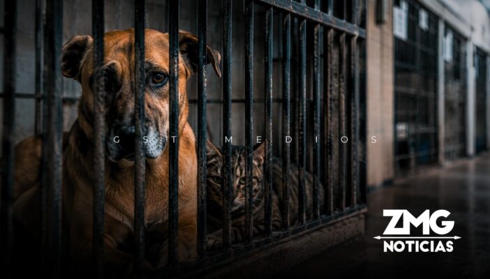 Más de 3 mil perros y gatos han sido sacrificados por el gobierno de Tonalá en tres años