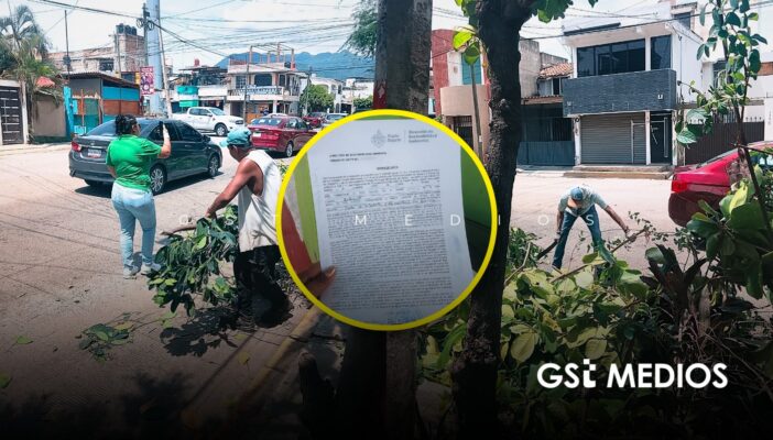 Dirección de Sostenibilidad Ambiental levanta acta a presidenta de la colonia Infonavit por poda de árboles