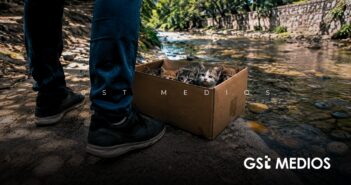 Piden a las autoridades atender el abandono de gatos en la Isla del Cuale ante riesgo para especies endémicas
