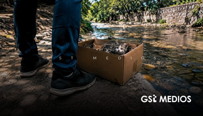 Piden a las autoridades atender el abandono de gatos en la Isla del Cuale ante riesgo para especies endémicas