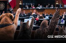 Senado alista Ley General para la protección de los animales en México