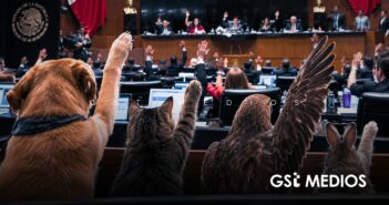 Senado alista Ley General para la protección de los animales en México