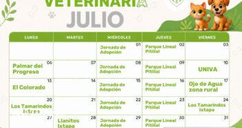 Anuncian calendario de esterilizaciones gratuitas en Puerto Vallarta para julio
