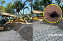 Preparan corral de incubación para próxima temporada de anidación de tortugas marinas en Puerto Vallarta