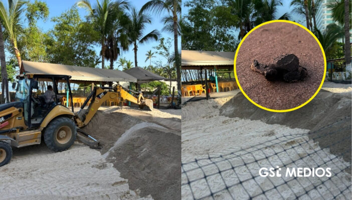 Preparan corral de incubación para próxima temporada de anidación de tortugas marinas en Puerto Vallarta 4 Preparan corral de incubación para próxima temporada de anidación de tortugas marinas en Puerto Vallarta