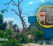 Denuncian a tiendas OXXO por tala de árboles en Puerto Vallarta