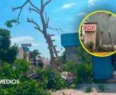 Denuncian a tiendas OXXO por tala de árboles en Puerto Vallarta
