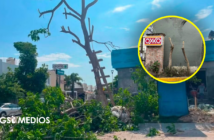 Denuncian a tiendas OXXO por tala de árboles en Puerto Vallarta