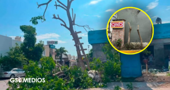 Denuncian a tiendas OXXO por tala de árboles en Puerto Vallarta