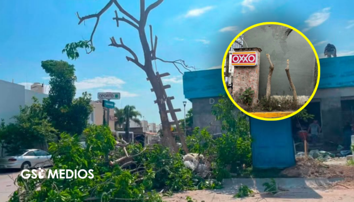 Denuncian a tiendas OXXO por tala de árboles en Puerto Vallarta