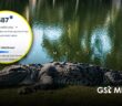 Lanzan petición en Change.org para proteger a cocodrilos de Puerto Vallarta y Nayarit