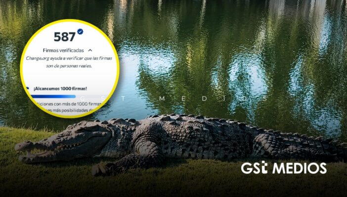 Lanzan petición en Change.org para proteger a cocodrilos de Puerto Vallarta y Nayarit