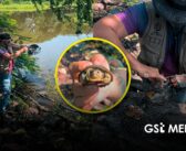 Retiran dos trampas y rescatan cuatro tortugas casquito en la Laguna del Coapinole
