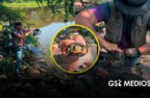 Retiran dos trampas y rescatan cuatro tortugas casquito en la Laguna del Coapinole