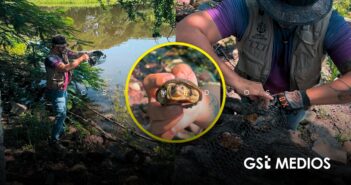 Retiran dos trampas y rescatan cuatro tortugas casquito en la Laguna del Coapinole