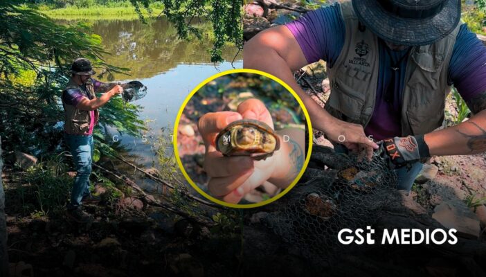 Retiran dos trampas y rescatan cuatro tortugas casquito en la Laguna del Coapinole