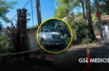 Denuncian desmoche de árboles históricos en Versalles