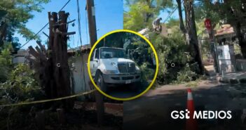 Denuncian desmoche de árboles históricos en Versalles