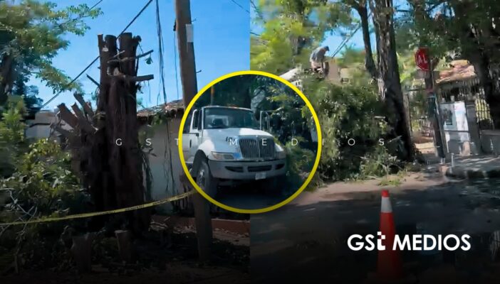 Denuncian desmoche de árboles históricos en Versalles