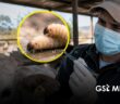 Jalisco en alerta por aumento de casos de gusano barrenador