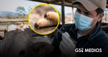 Jalisco en alerta por aumento de casos de gusano barrenador