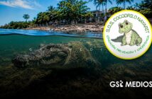 "El matar animales no es la solución, aunque nos parezca buena, rápida y pronta": Asociación habla sobre casos de cocodrilos en Puerto Vallarta