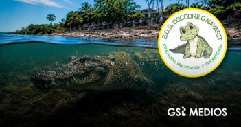 "El matar animales no es la solución, aunque nos parezca buena, rápida y pronta": Asociación habla sobre casos de cocodrilos en Puerto Vallarta