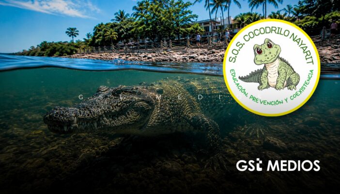 "El matar animales no es la solución, aunque nos parezca buena, rápida y pronta": Asociación habla sobre casos de cocodrilos en Puerto Vallarta
