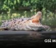 Festival de los Cocodrilos busca promover su conservación en Puerto Vallarta