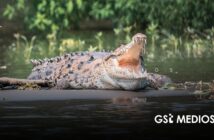 Festival de los Cocodrilos busca promover su conservación en Puerto Vallarta