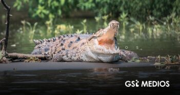 Festival de los Cocodrilos busca promover su conservación en Puerto Vallarta