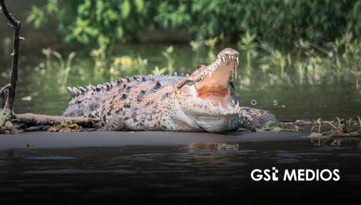 Festival de los Cocodrilos busca promover su conservación en Puerto Vallarta