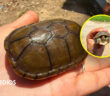 Rescatan a Tortuga casquito que se encontraba en las calles de Puerto Vallarta