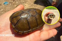 Rescatan a Tortuga casquito que se encontraba en las calles de Puerto Vallarta