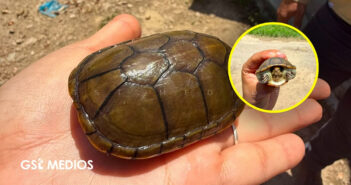 Rescatan a Tortuga casquito que se encontraba en las calles de Puerto Vallarta