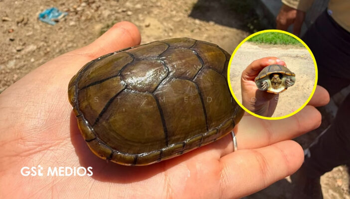 Rescatan a Tortuga casquito que se encontraba en las calles de Puerto Vallarta