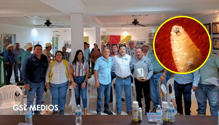 Refuerzan acciones contra gusano barrenador en Puerto Vallarta