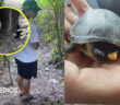 Piden reforzar vigilancia para proteger a la Tortuga Casquito de Vallarta