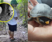 Piden reforzar vigilancia para proteger a la Tortuga Casquito de Vallarta