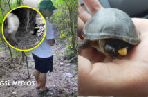 Piden reforzar vigilancia para proteger a la Tortuga Casquito de Vallarta
