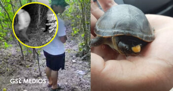 Piden reforzar vigilancia para proteger a la Tortuga Casquito de Vallarta