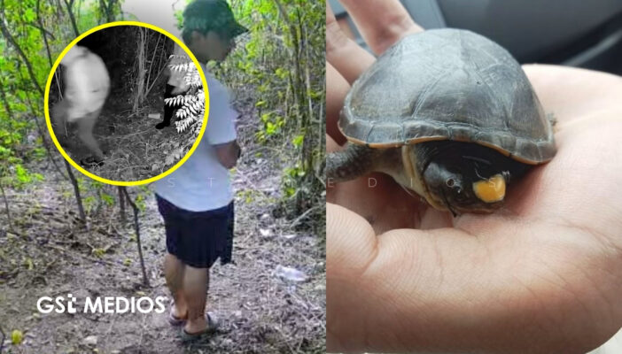 Piden reforzar vigilancia para proteger a la Tortuga Casquito de Vallarta