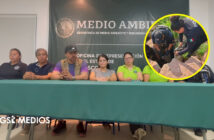 Necropsia revela que cocodrilo hallado en Boca Negra murió por trauma severo