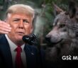 Inician petición de firmas en Change.org para fortalecer protección del lobo mexicano ante declaraciones de Trump