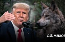 Inician petición de firmas en Change.org para fortalecer protección del lobo mexicano ante declaraciones de Trump