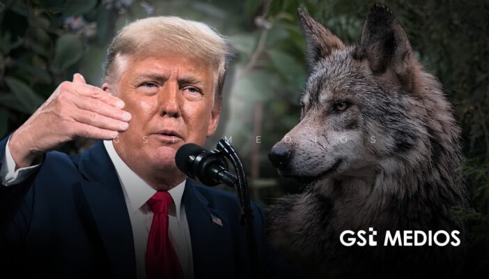 Inician petición de firmas en Change.org para fortalecer protección del lobo mexicano ante declaraciones de Trump