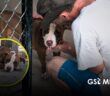 Seis colonias concentran la mayoría de reportes de maltrato animal en Puerto Vallarta