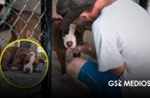 Seis colonias concentran la mayoría de reportes de maltrato animal en Puerto Vallarta